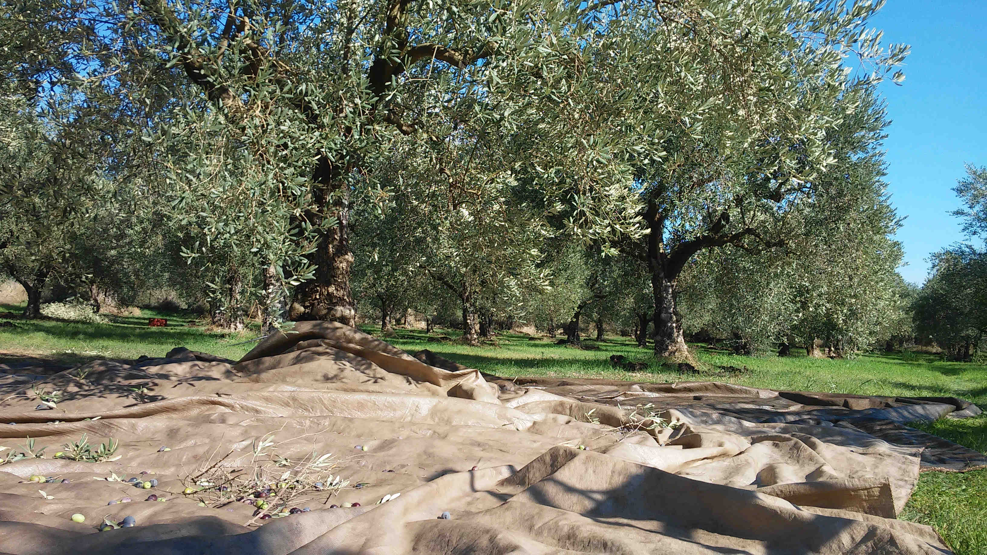 olive_harvesting