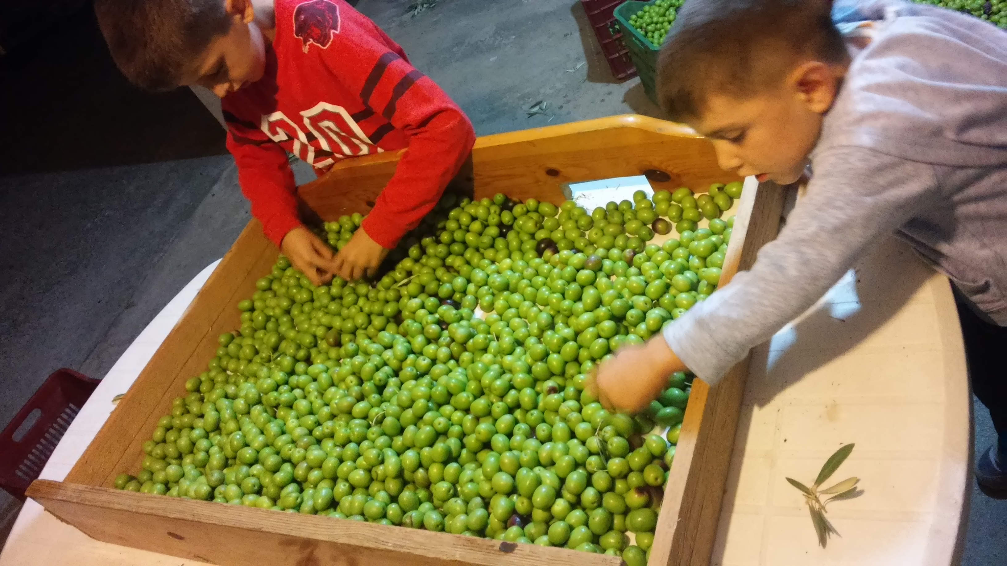 picking_olives